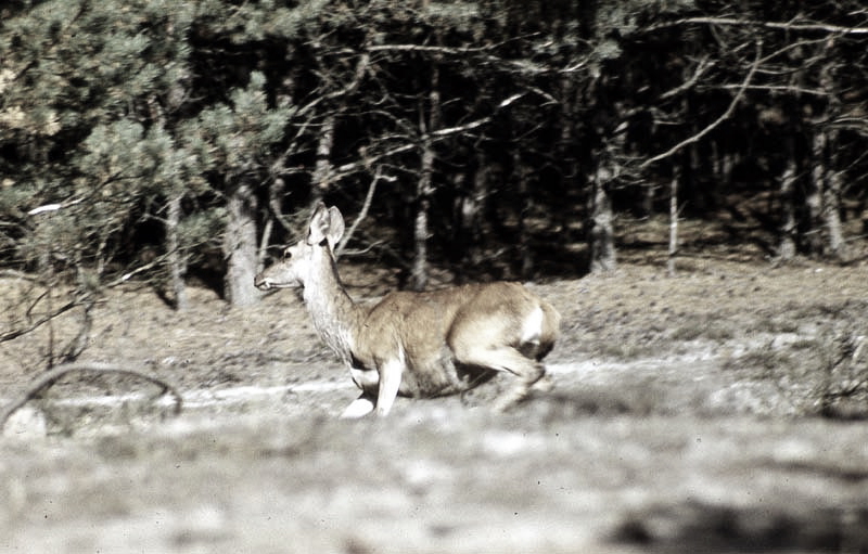 Jagdurlaub in Mecklenburg - Jagd Jagen Wald Wildtiere Mecklenburg